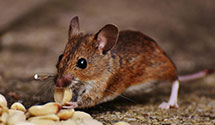 24 Hour & Emergency Exterminators in Garrettsville, OH